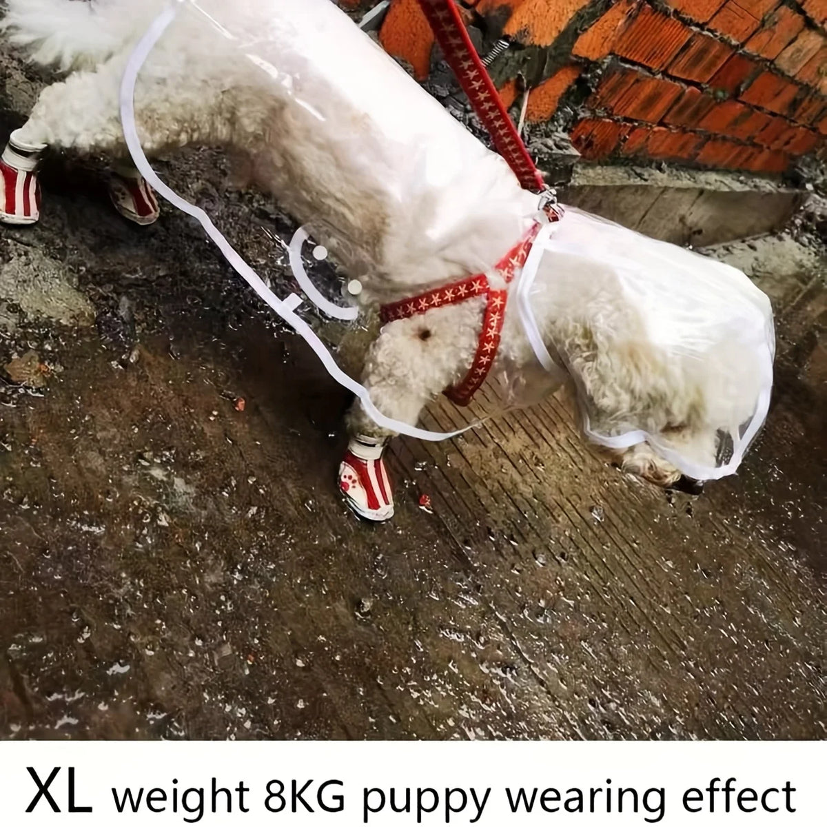 Un cachorro XL vistiendo un impermeable transparente con ribetes rojos, de pie sobre una superficie de madera.