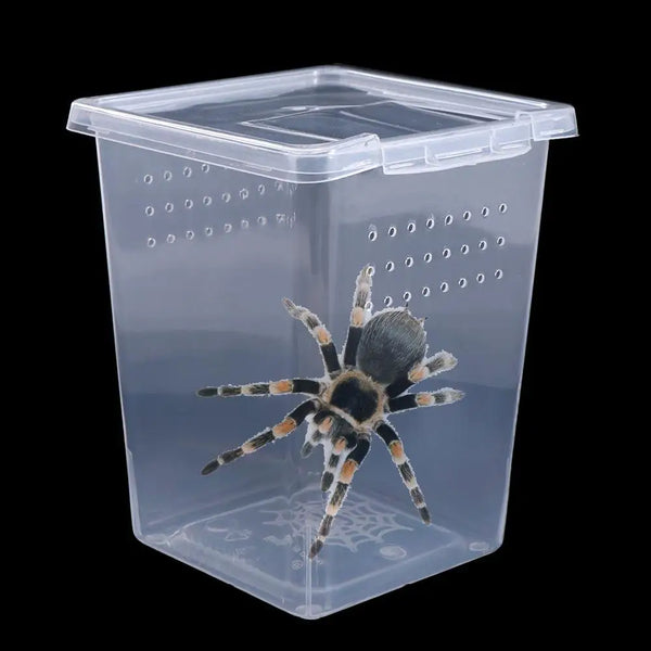 A clear plastic habitat box containing a spider, designed for reptile care.