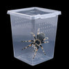 A clear plastic habitat box containing a spider, designed for reptile care.