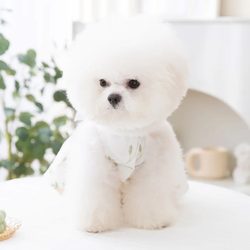 A fluffy white dog wearing a dress with a bow and butterfly skirt sitting on a white surface.