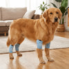 A golden retriever wearing blue breathable knee pads for joint protection and floor traction.