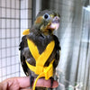 A small parrot bird wearing a yellow harness and leash, held in a person's hand.