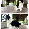 Ein schwarz-weißer Hund spielt mit einem blauen Ball auf einer Holzterrasse in einem Außenbereich.