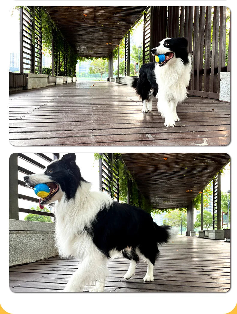Ein schwarz-weißer Hund spielt mit einem blauen Ball auf einer Holzterrasse in einem Außenbereich.