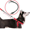 A black dog wearing a red nylon quick-release leash with an elastic extension attached.