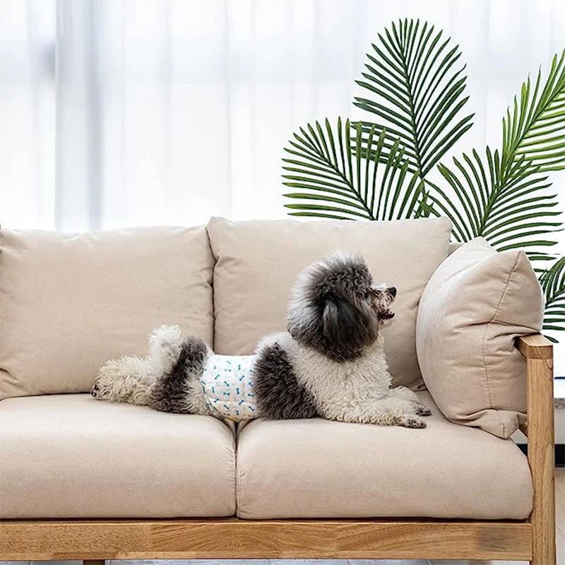 Ein flauschiger Hund liegt auf einem beigen Sofa mit großen grünen Palmblättern im Hintergrund.