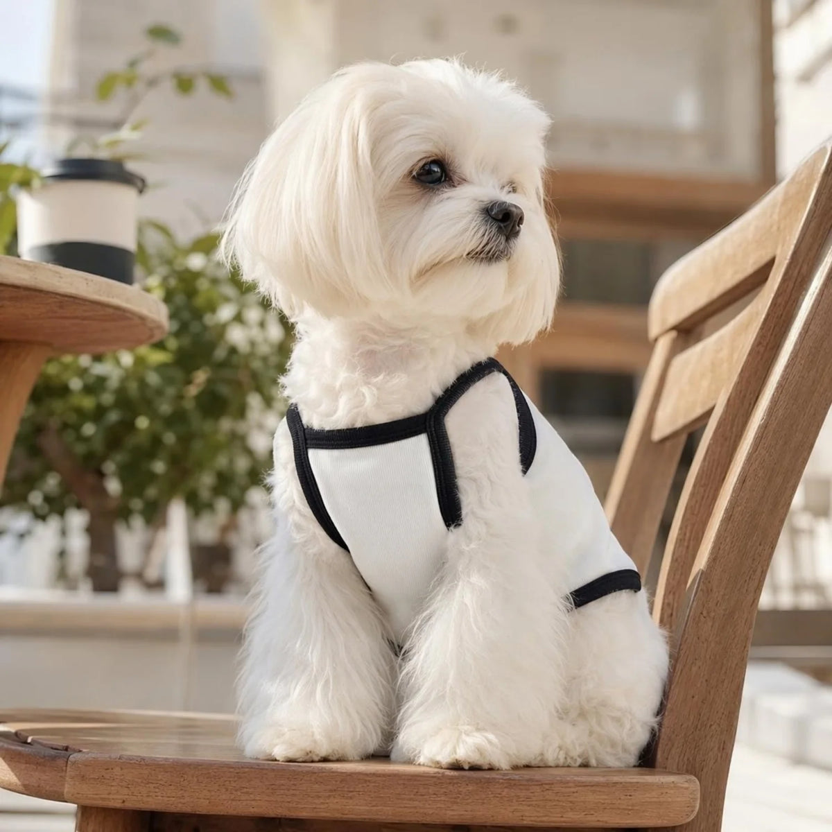 A fluffy white dog wearing a black and white ribbed vest with a bow knot, sitting on a wooden bench.