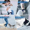A collage showing female dogs in various contexts including house use, travel by car, playing with other dogs, and resting in