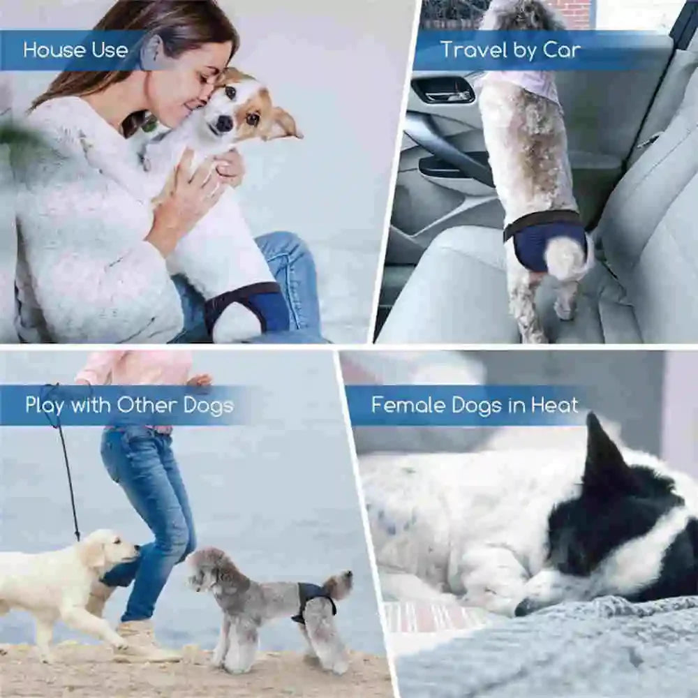 A collage showing female dogs in various contexts including house use, travel by car, playing with other dogs, and resting in