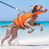 A gray dog wearing an orange life jacket jumps in clear blue ocean water on a sandy beach.