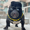 A black pug wearing a knitted dog head mask and dark sunglasses standing outdoors.