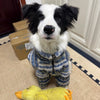 A black and white dog wearing a blue and white striped thermal fleece sweater sits on a light carpet.