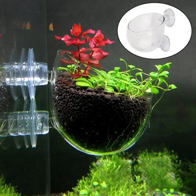 An acrylic aquatic plant pot containing red and green plants, viewed against a dark background.