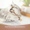 A fluffy gray cat is playfully chewing a natural silver vine cat chew toy for dental health.