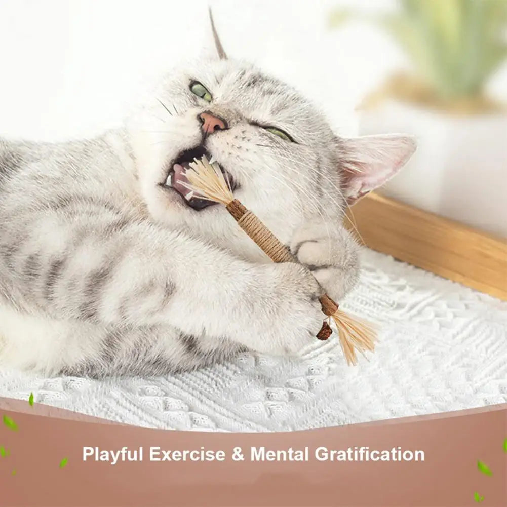 A fluffy gray cat is playfully chewing a natural silver vine cat chew toy for dental health.