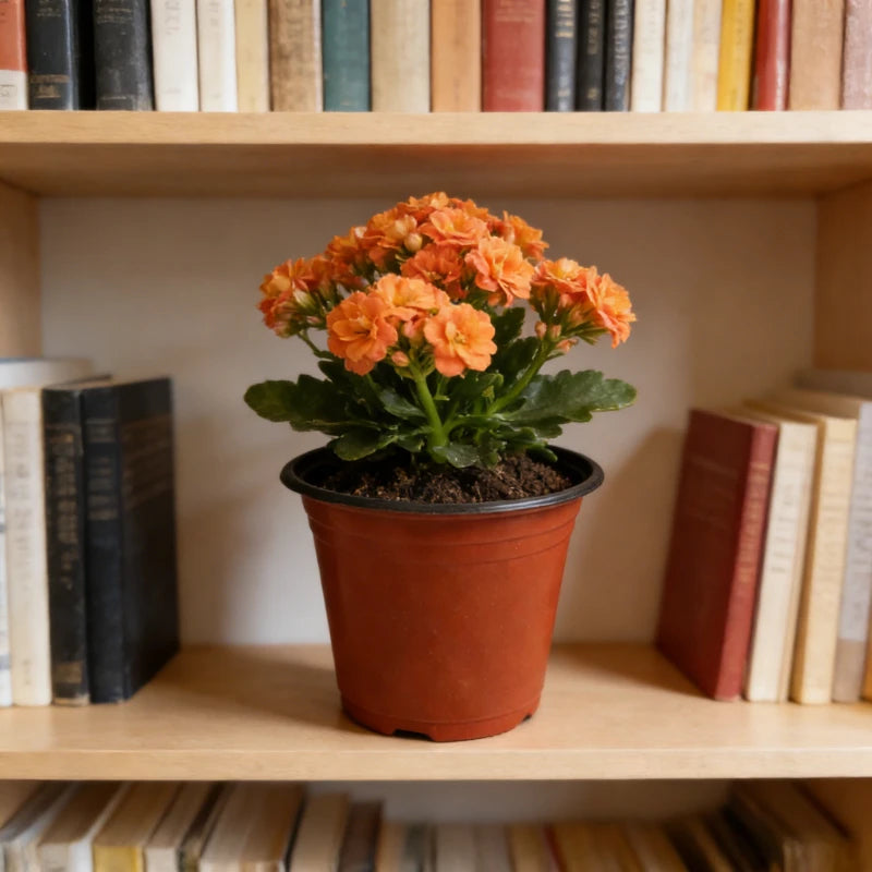 A terracotta pot filled with vibrant orange flowers sits on a wooden shelf among books.