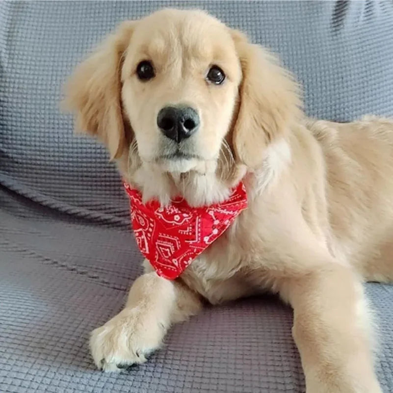 Ein golden-retrieverpups mit roter Bandana-Halskette, der direkt in die Kamera schaut.