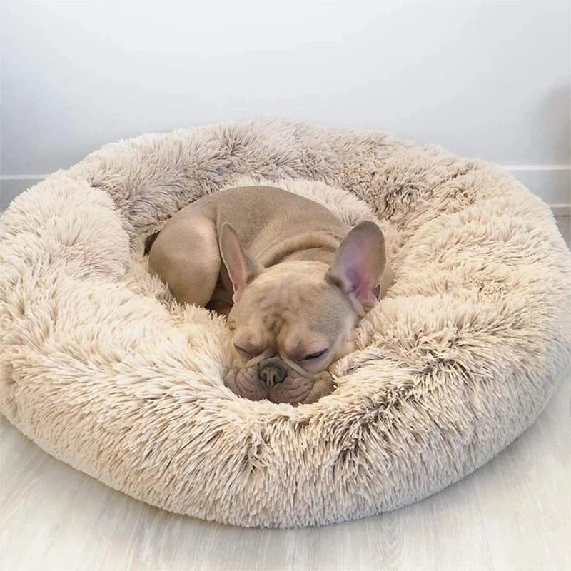A fawn-colored French Bulldog is resting inside a fluffy, round pet bed.