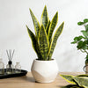 Artificial snake plant with green and yellow tiger stripes in a white pot