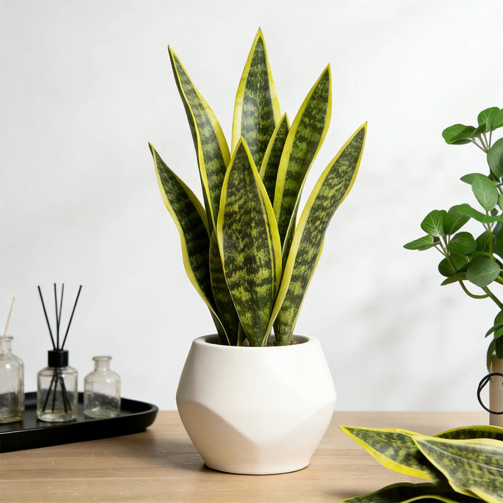 Artificial snake plant with green and yellow tiger stripes in a white pot
