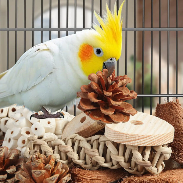 A yellow and white cockatiel perched on a wooden box surrounded by natural materials like pinecones and straw.