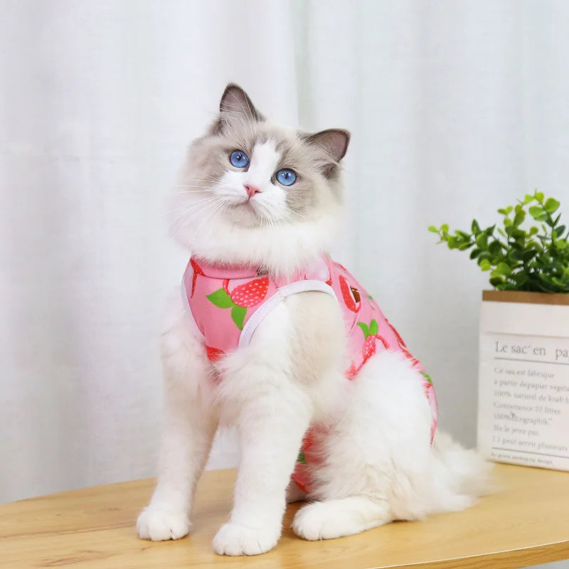 A fluffy blue and white cat wearing a pink recovery vest for post-surgery protection.