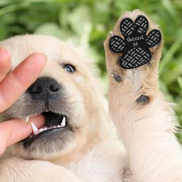 A light-colored dog tongue gently touches a black anti-slip paw grip with a silver letter M.
