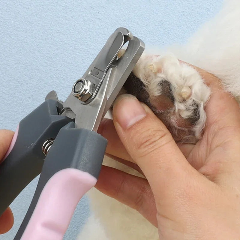 Eine Hand benutzt Edelstahlnagelschere, um den Nagel eines weißen und braunen Haustieres zu schneiden.