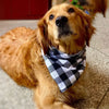 A golden retriever dog wearing a black and white plaid bandana while sitting on a tiled floor.