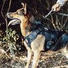 A brown dog wearing a black tactical harness with a handle and hook and loop panels outdoors.