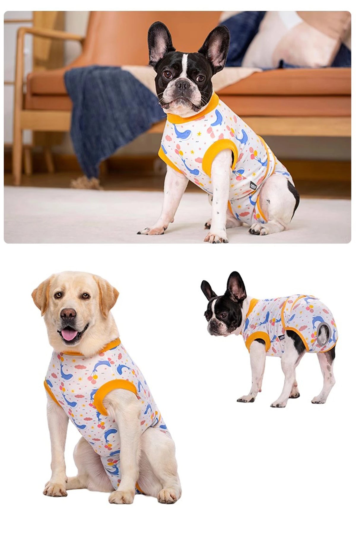 A black and white dog wearing a light blue patterned recovery suit with yellow trim.