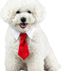 A fluffy white dog wearing an adjustable red formal bow tie collar.