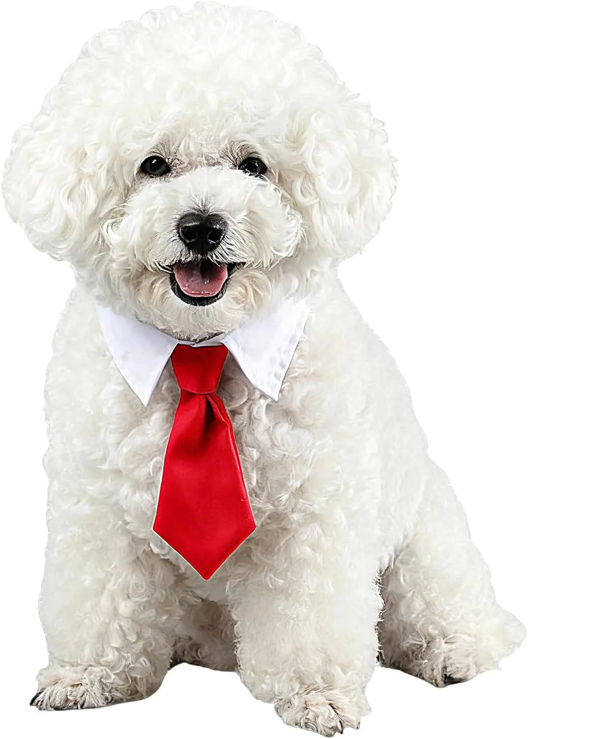 A fluffy white dog wearing an adjustable red formal bow tie collar.