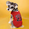 A small, gray and white dog wearing a red sweater with the text BULL 23.