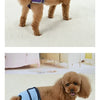 A fluffy brown dog wearing a blue reusable diaper standing on a light carpet.