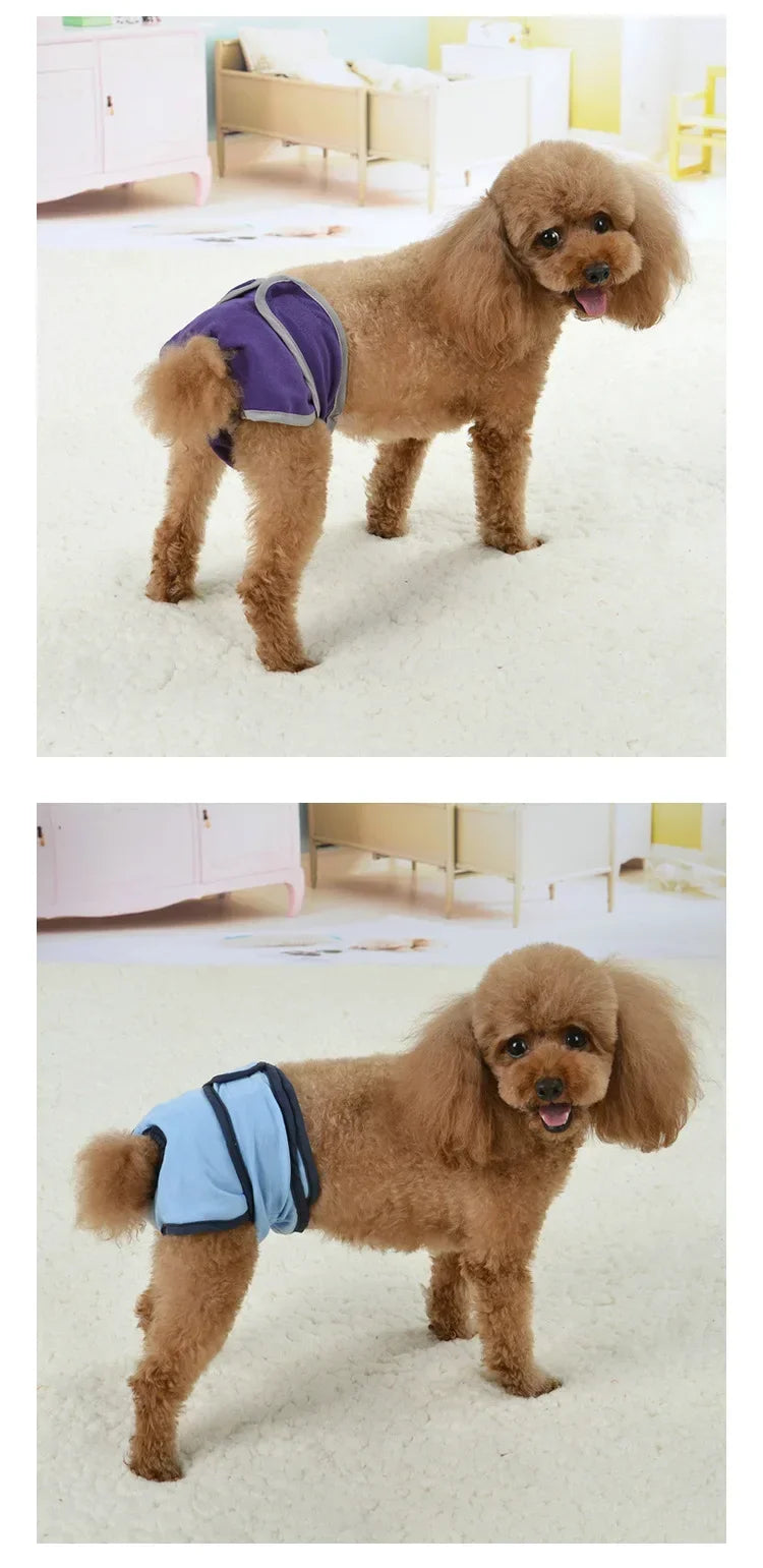 A fluffy brown dog wearing a blue reusable diaper standing on a light carpet.