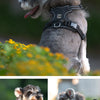 A gray dog wearing a black harness is shown in action, demonstrating the double explosion-proof punch feature.