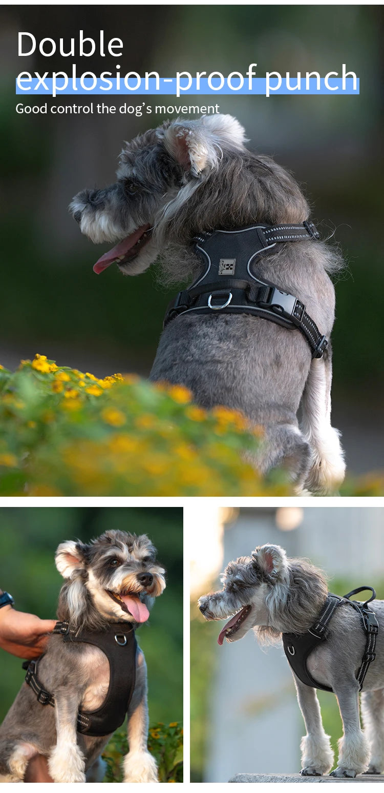 A gray dog wearing a black harness is shown in action, demonstrating the double explosion-proof punch feature.
