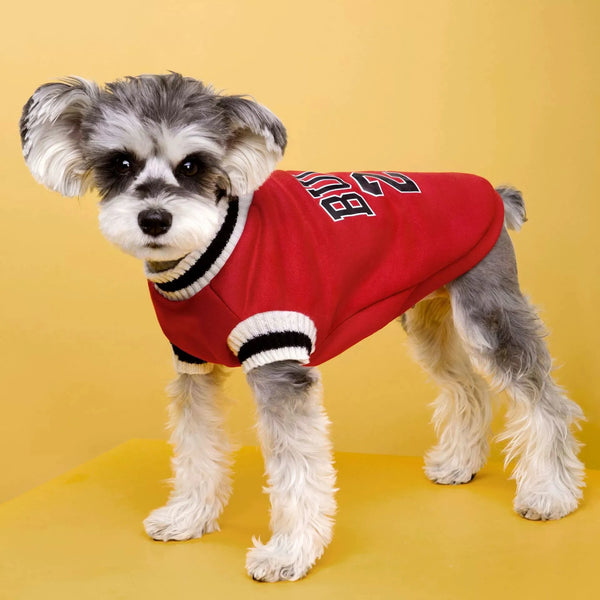 A small, fluffy dog wearing a red and black striped cotton pet sweater.