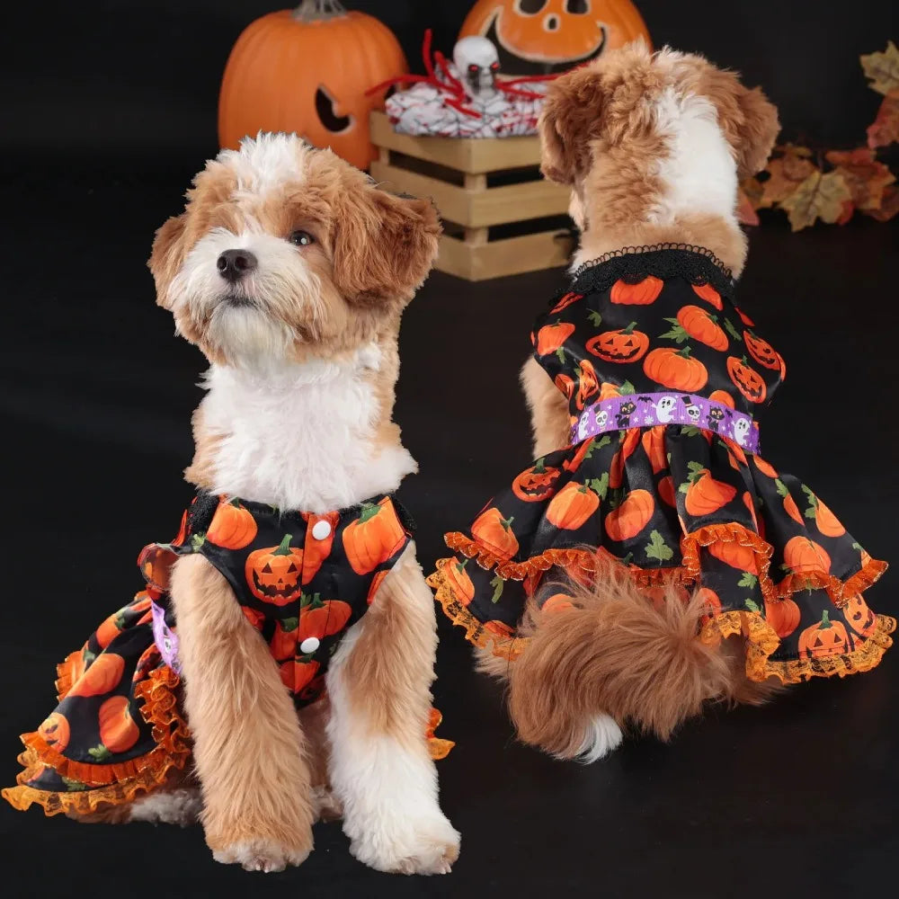 A small, light-colored dog wearing an orange pumpkin lace dress costume in a Halloween theme.