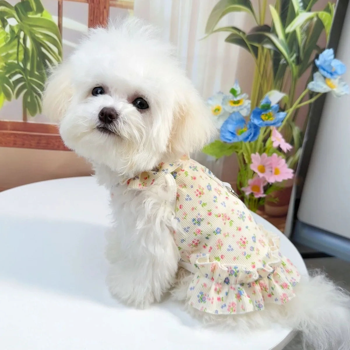 A fluffy white dog wearing a floral summer dress sits on a white surface with green foliage in the background.