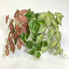 Décor de mur en lierre vert artificiel avec des feuilles variées en tons de vert et de rose-rouge.