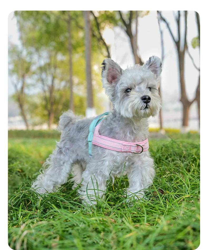 Ein flauschiger grauer Hund in einem rosa Geschirr steht auf grünem Gras im Freien.