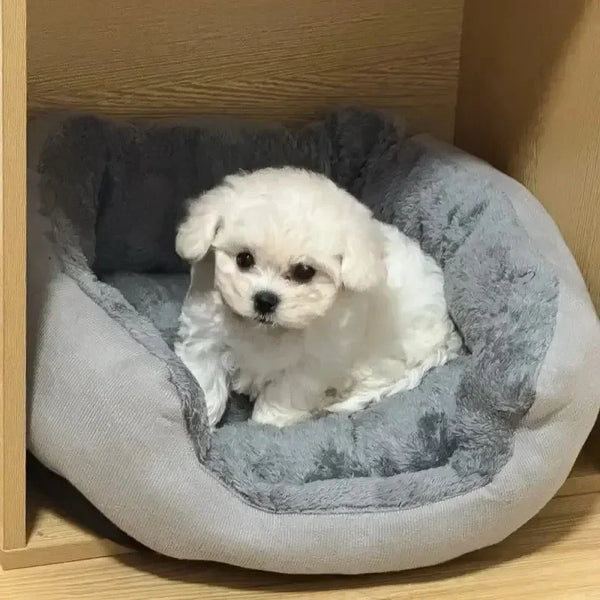 Ein flauschiger weißer Hund ruht in einem grauen ultraweichen Baumwollhundbett.