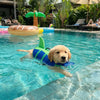 A golden-colored dog is floating in a blue life vest in a swimming pool.