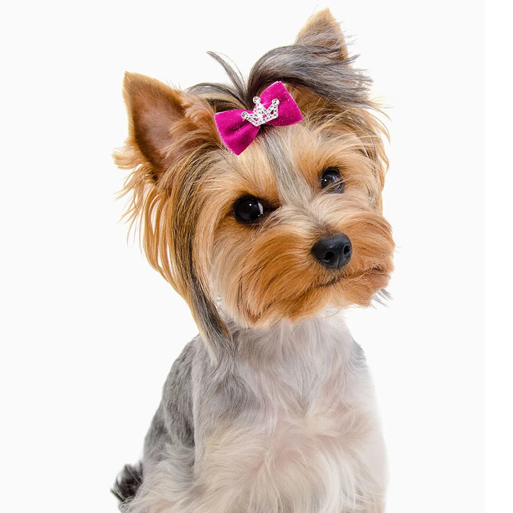 A small, fluffy dog with light brown and gray fur is shown wearing a pink glitter hair clip.