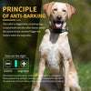 A golden retriever dog wearing an anti-barking training collar with a light switch interface.