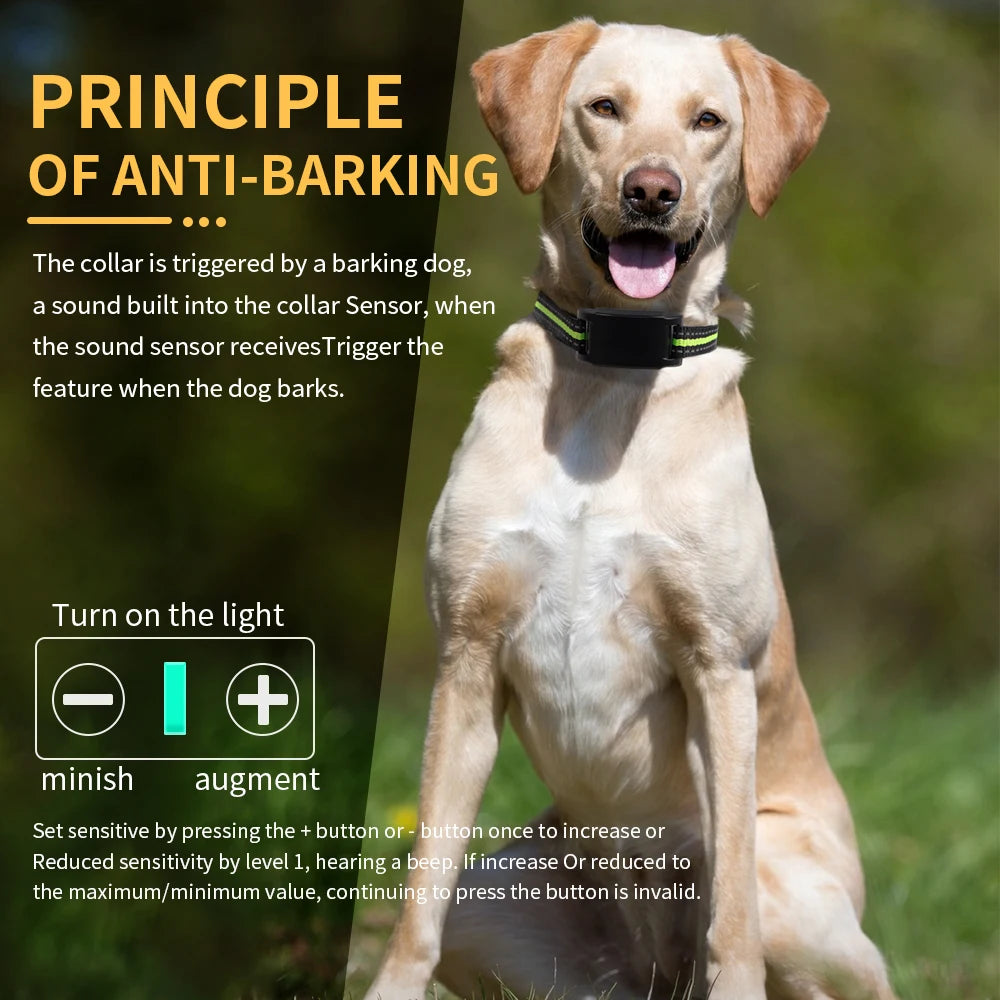 A golden retriever dog wearing an anti-barking training collar with a light switch interface.