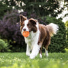 Ein braun-weißes Hund hält einen orangen elektronischen Spielball in einer grasbewachsenen Außenumgebung.