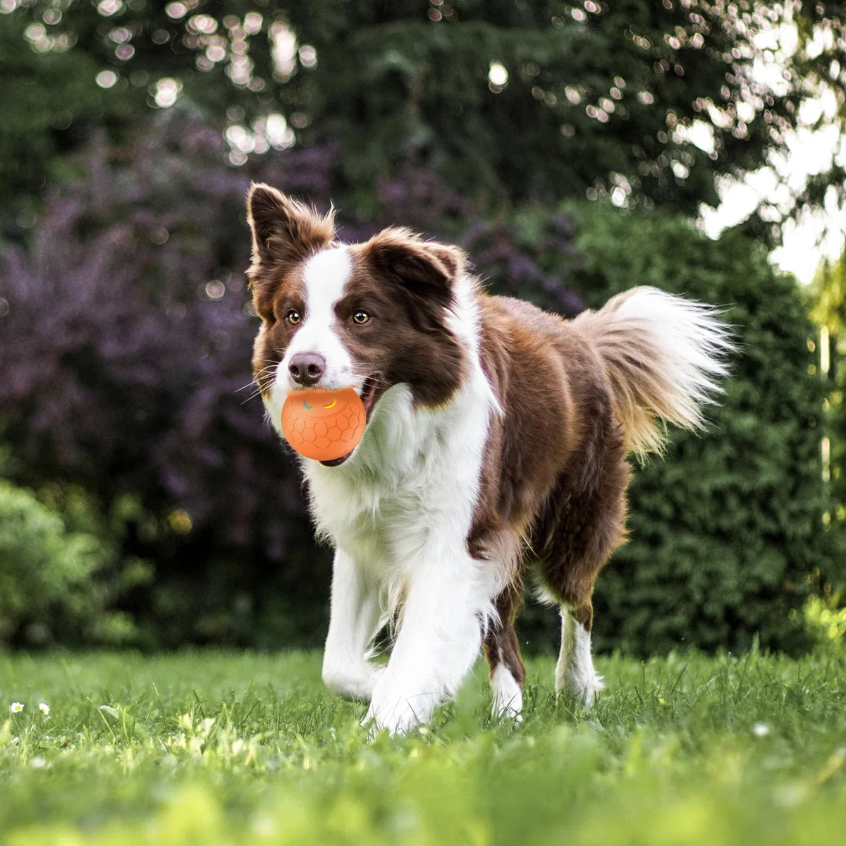 Ein braun-weißes Hund hält einen orangen elektronischen Spielball in einer grasbewachsenen Außenumgebung.
